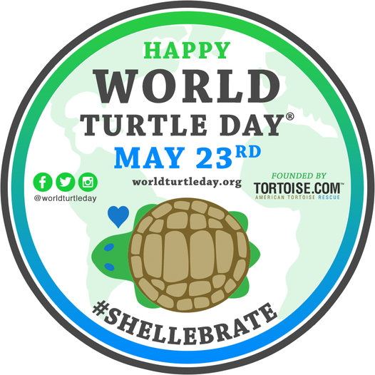 Happy World Turtle Day ! Do you know how many turtle species Cambodia has ? All this and more coming soon! Get ready to #shellabrate! 
#WorldTurtleDay #MondayMotivation #endangeredspecies #preventpandemics #protectwildlife #supportconservation #conservationoptimism #cambodia