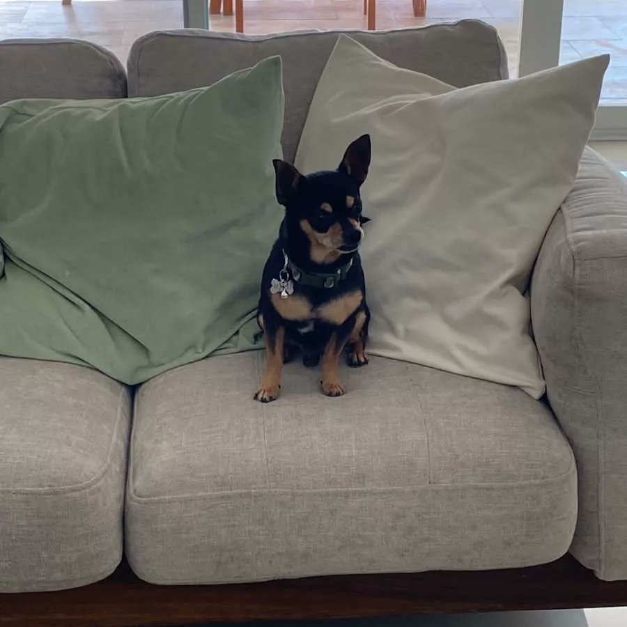 fhhernandez's tweet photo. #ManchetaTwitter: el murciélago trajo la pandemia del el #covid19, ahora el momo viene con la viruela, cuál será el próximo animal que traiga buenas noticias. ¿Será el Perro el mejor amigo?
#Mascotas https://t.co/I51F114tJo