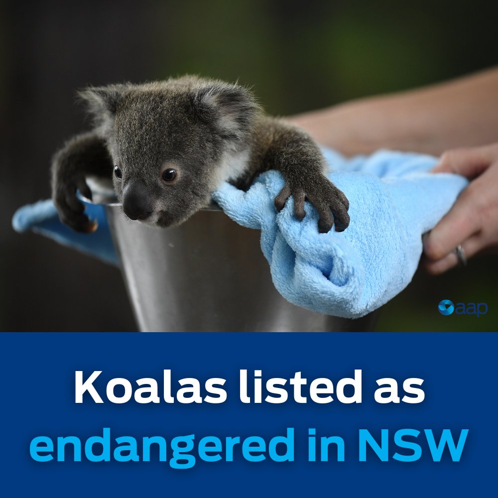 “Today is a very dark day for koalas in NSW."

Koalas have been listed as an endangered species in NSW, <a href="/dollyybird/">Phoebe Loomes</a> reports.

Full story: aapnews.com.au/a/LbWXSzw