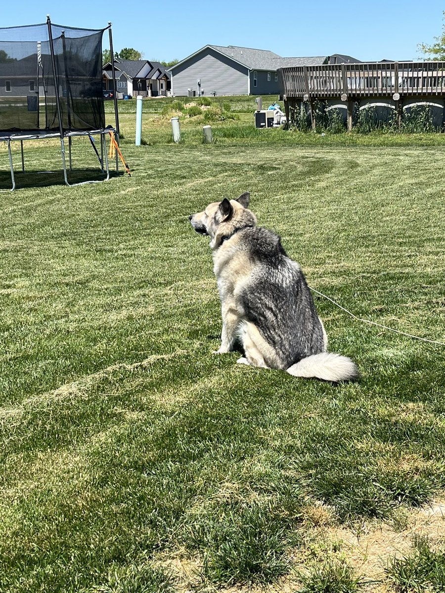 RT if Eeyore is the most handsome dog ever. Like if he’s definitely the most handsome dog ever. Ignore if it’s undeniable that he’s the greatest dog in all dog facets of life.