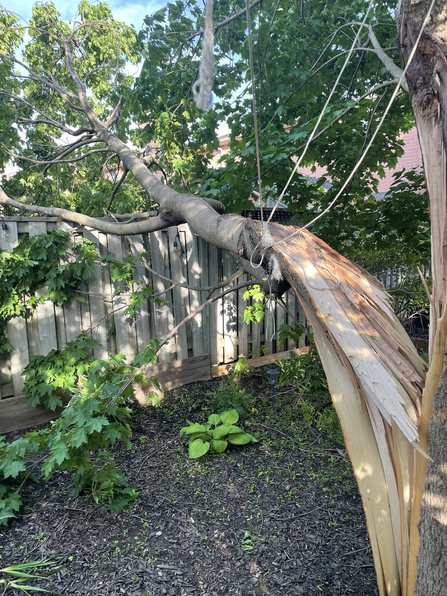 wallisdesigns's tweet photo. Lost our beautiful maple tree to #ONStorm #Whitby https://t.co/vVDlaXDM2B