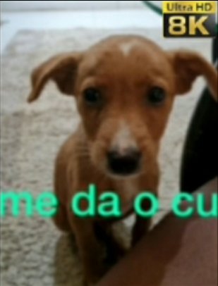 killpartypoison's tweet photo. eu: *existindo* 

ninguém: a 

o ghoulie: https://t.co/z9iE6HaAHq