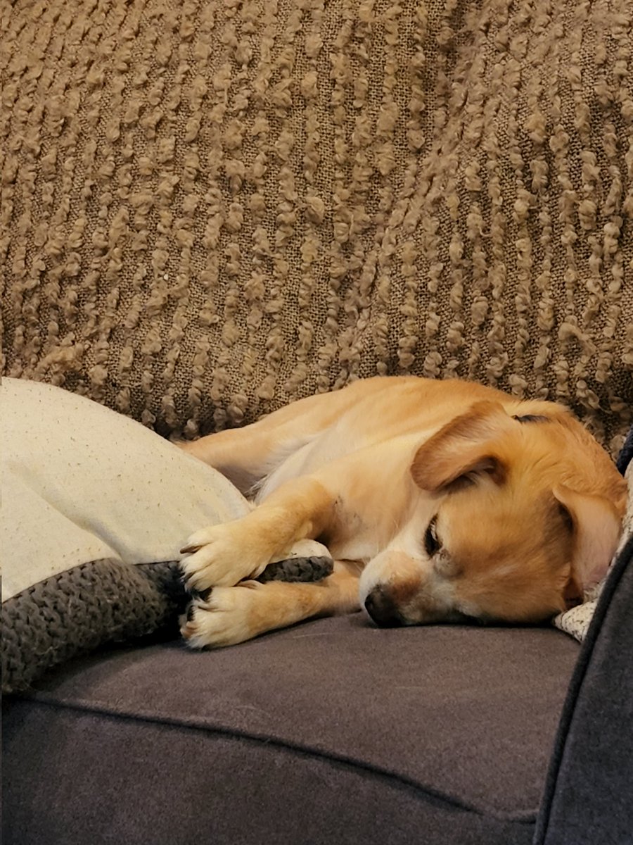 This is my security pillow, he is my friend. #naptime #pillows #DogsofTwittter 

Will someone please fix my ear?