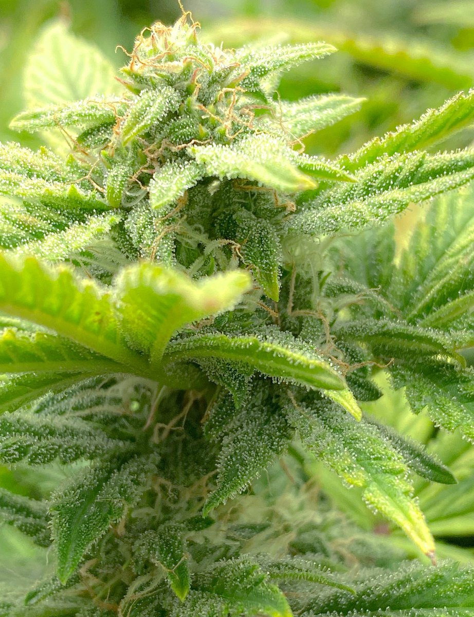 DannyBravothe1's tweet photo. Some nice trichome development going on with this #mephistogenetics #3bog X #samsquanchog 🐻X👣 smells funky af 🤣💀#weed #StonerFam #growing #greenthumb https://t.co/kHSU90iaF4