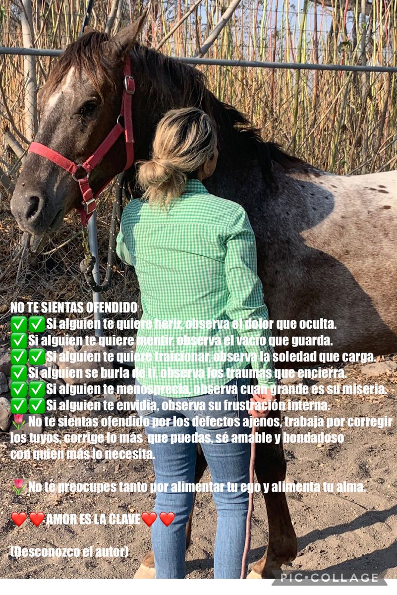weritagtzmaya's tweet photo. Puntos clave para iniciar una nueva semana, una nueva historia, una nueva Yo. 
Los Caballos sanan tu alma porque ellos te sienten y no puedes mentirles
#michulo #SiempreJuntos #trompi  #micorazonnolaterelincha https://t.co/eWou676vWz