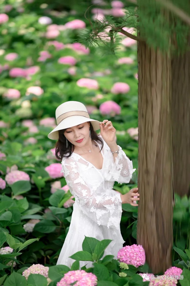 ilinhai's tweet photo. 临海又一处“秘密花园”，你们来打卡了吗 #美丽浙江 #linhai #绣球花 #摄影 #PHOTOS https://t.co/m8DufWBrJr