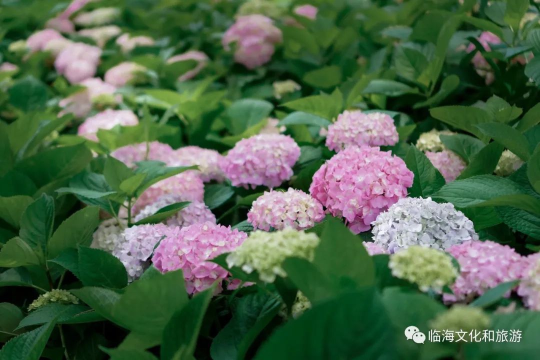 ilinhai's tweet photo. 临海又一处“秘密花园”，你们来打卡了吗 #美丽浙江 #linhai #绣球花 #摄影 #PHOTOS https://t.co/m8DufWBrJr