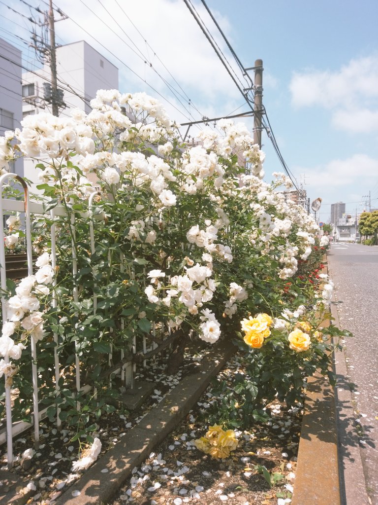 yori4696yori's tweet photo. ✨今日のお昼ご飯✨
Cool Cafe/
クールカフェさんで
デミグラスハンバーグ
と目玉焼き、チーズ、
トッピングを少々😆
では、イタダキマス
#荒川区西尾久
#都電荒川線沿い
#荒川車庫近く
#CoolCafe
#クールカフェ
#ふわとろハンバーグ
#2Fはアンティークの時計屋さん
#飲食店様に感謝🙏 https://t.co/KF8hZZWJXT