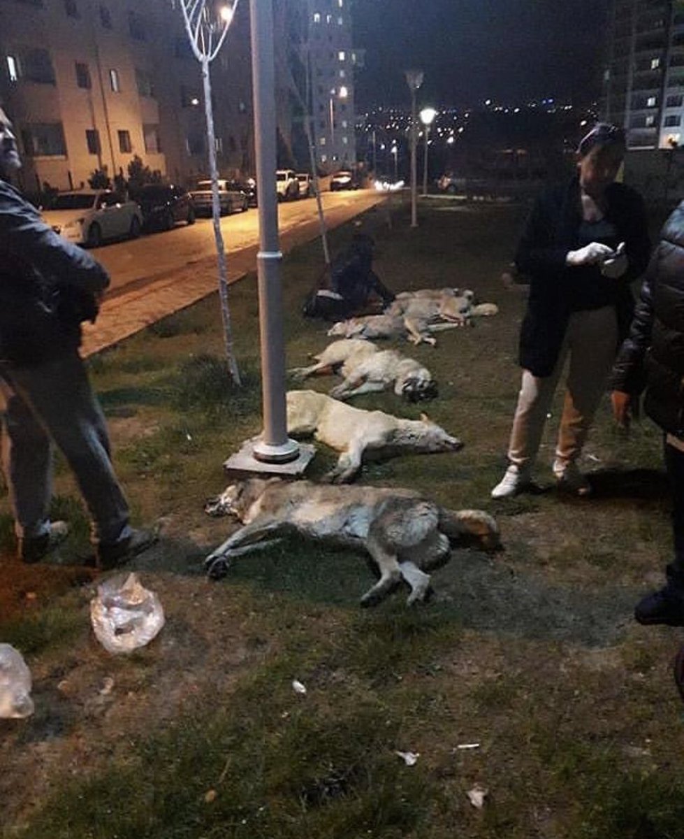 Bütün insanlar suçlu değildir ama bütün hayvanlar masumdur. #AnkaradaKatliamVar