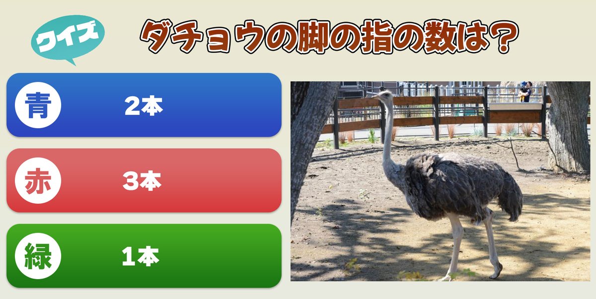 クイズ「ダチョウの脚の指の数は？」の答えです！！ ダチョウの脚の