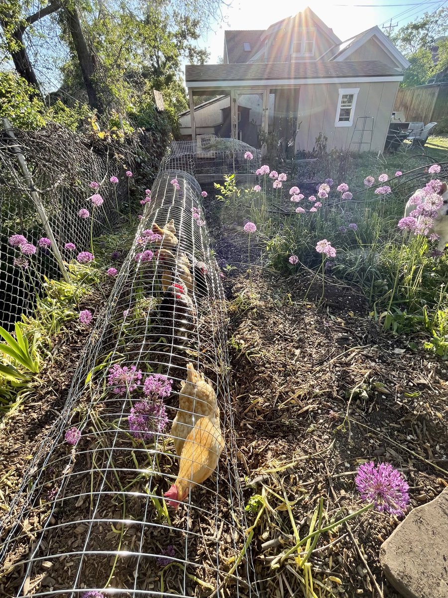 Our chicken tunnel, aka The Chunnel.