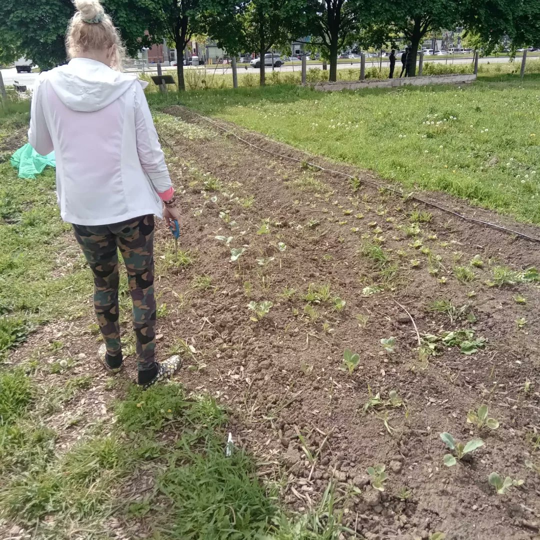 BlackfarmersT's tweet photo. Join us every Sunday to "Welcome &amp; Teaching Garden". Our Green School for 2022 is in session..for more information contact us at blackfarmersto@gmail.com  #collective2030 🌾🌽🍓🥕🥔🥦🥒🌽 https://t.co/4DSaodvj80