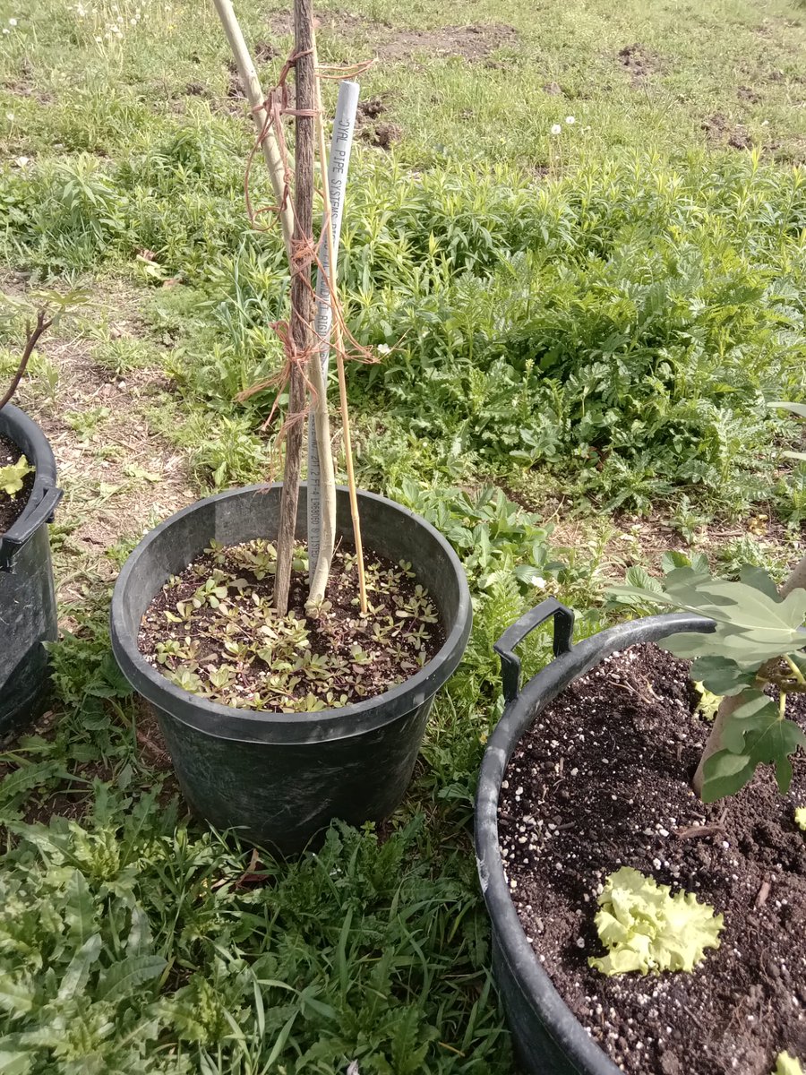 BlackfarmersT's tweet photo. Join us every Sunday to "Welcome &amp; Teaching Garden". Our Green School for 2022 is in session..for more information contact us at blackfarmersto@gmail.com  #collective2030 🌾🌽🍓🥕🥔🥦🥒🌽 https://t.co/4DSaodvj80