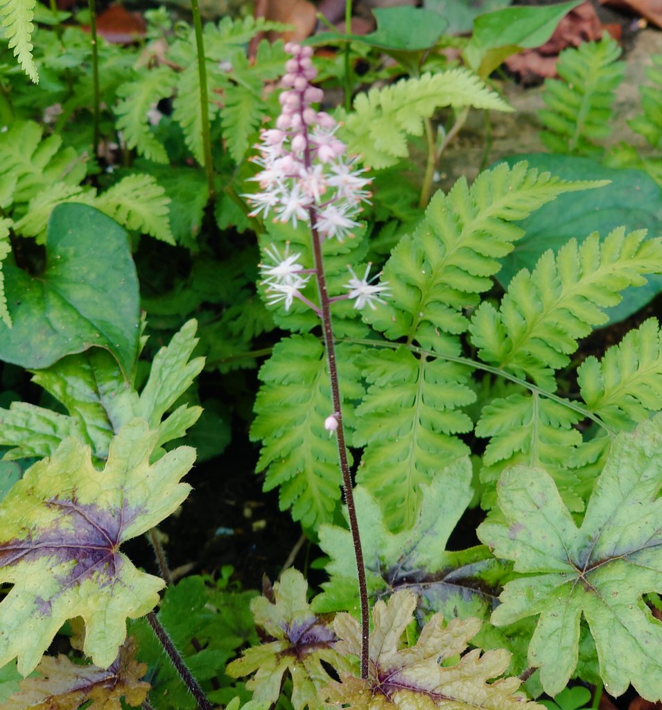 ティアレア Twitter Search Twitter