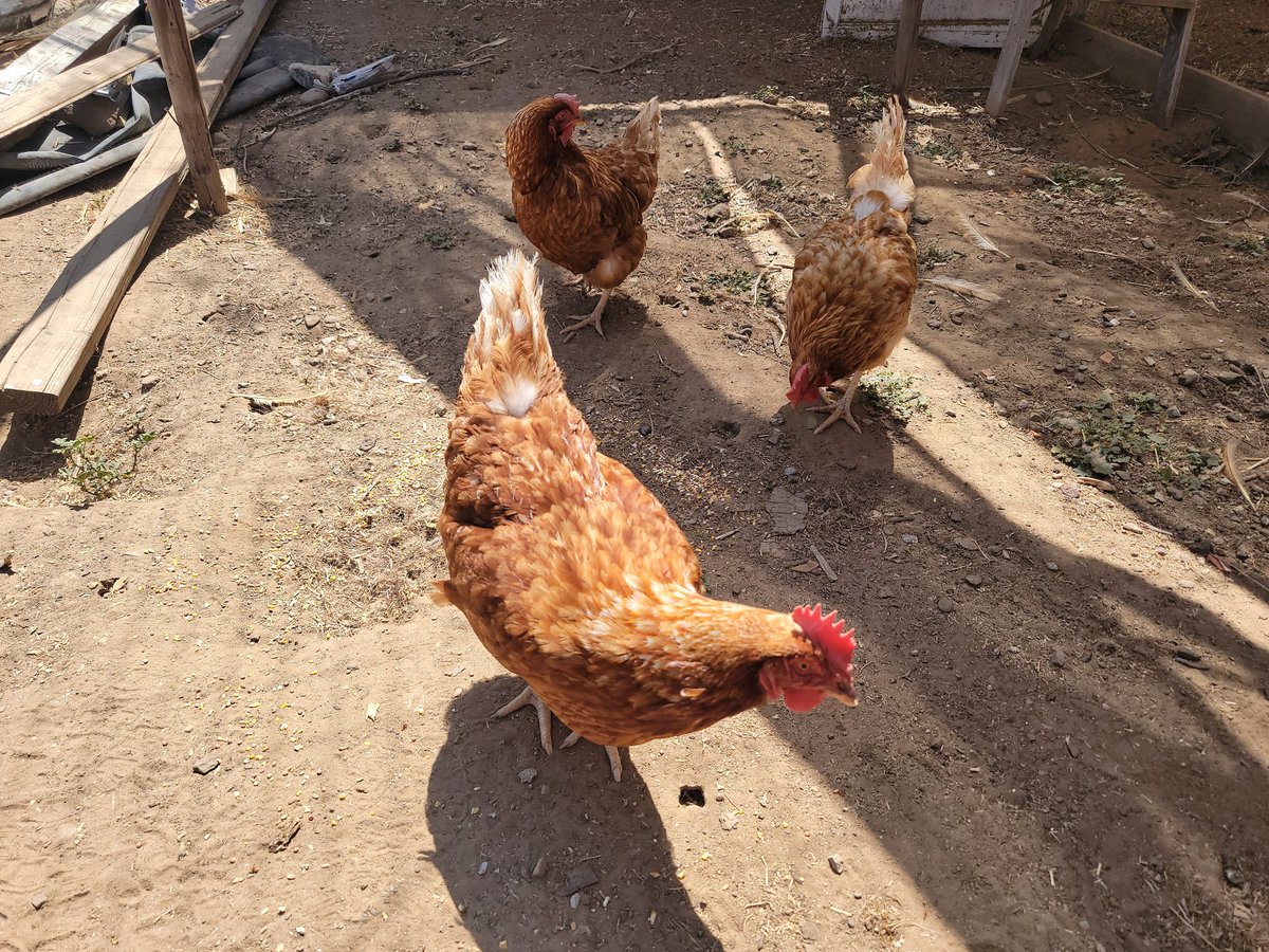 Did I name these three after the #GoldenGirls? Maybe. Maybe I did.