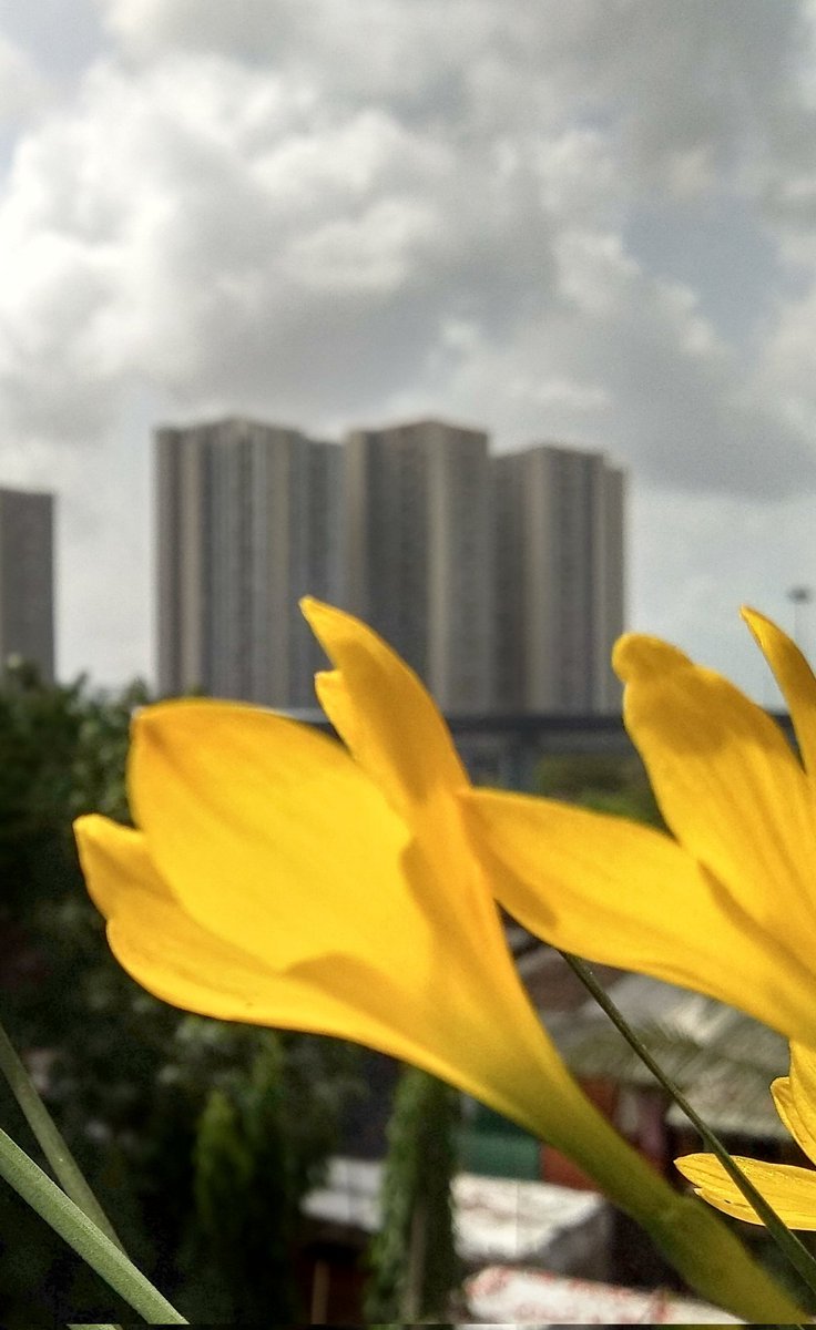 atulkamble123's tweet photo. #photography #NaturePhotography #mobilephotography 13mega pixel #redmi5 
Sub:Lilies flowers on Lodha_tower_backGround https://t.co/1S7DsePoYa