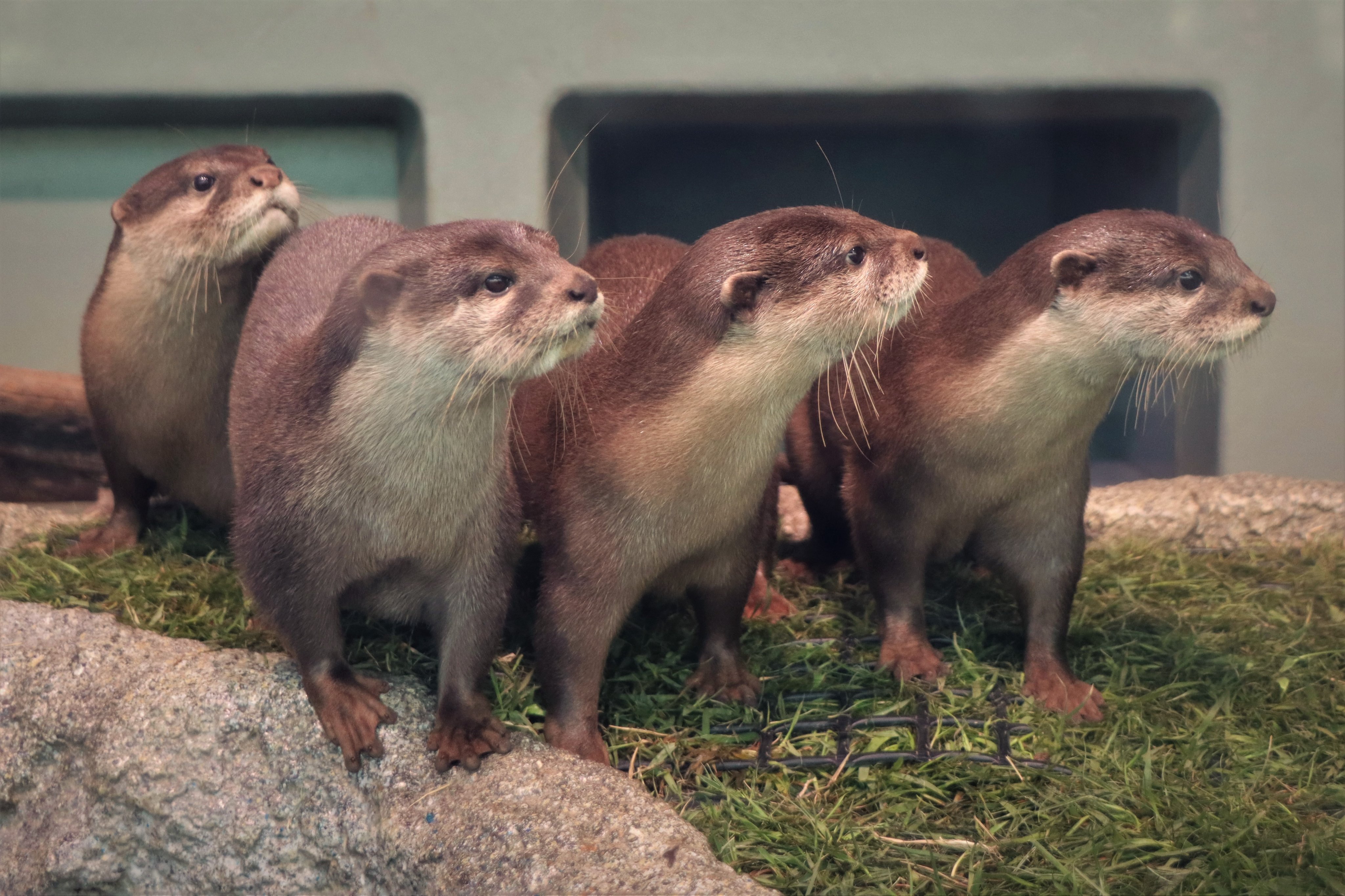 サンシャイン水族館 本日は 世界カワウソの日 当館での関連イベントもいよいよ最終日となりますが 皆さんはもう カワウソ博士認定証 をゲットしましたか サンシャイン水族館 にて 最後までカワウソについての学びを存分に満喫してください 詳細