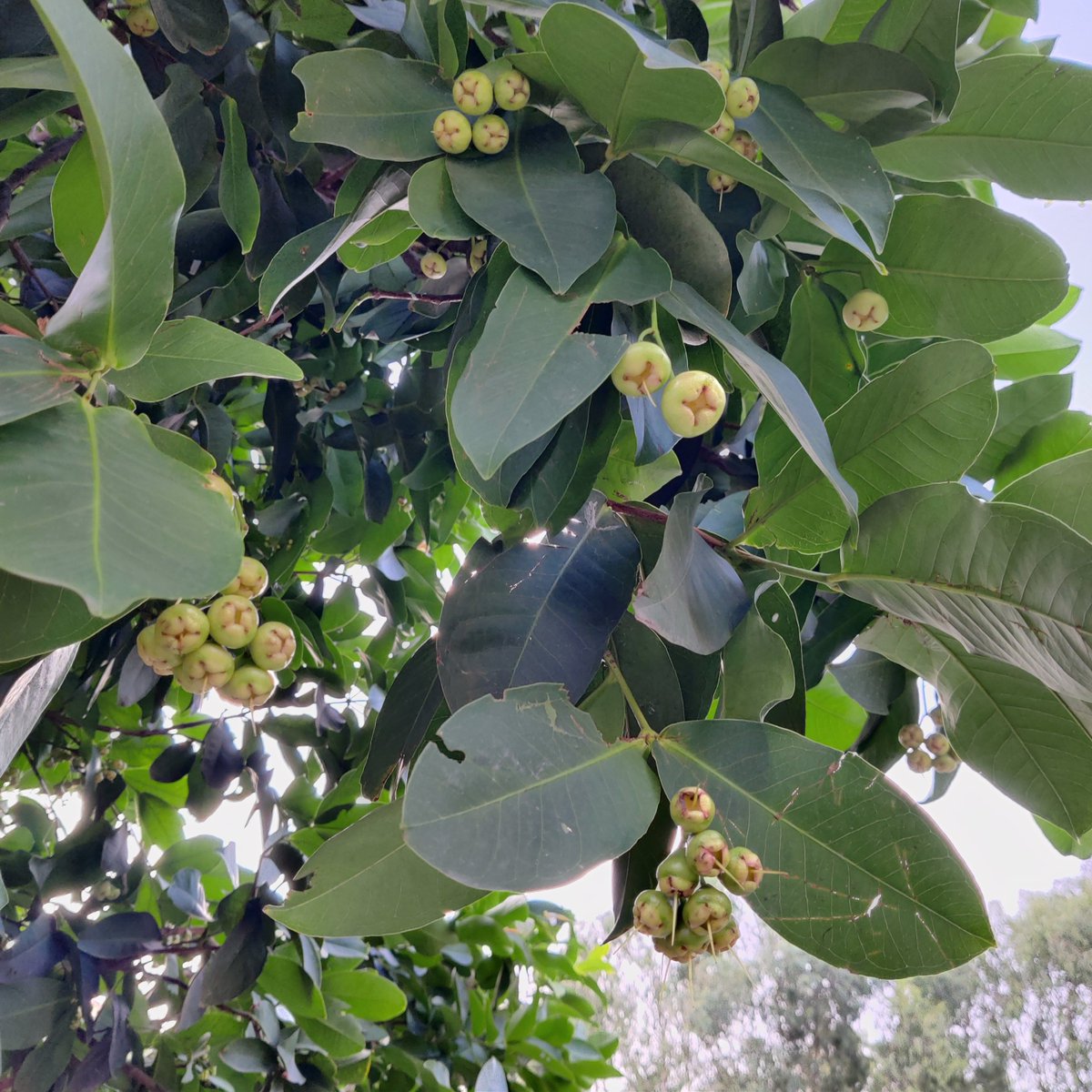 scharada_d's tweet photo. This fruit goes by the delectable names of Java Plum and Love Apple! #RoadsideTrees https://t.co/k854zrXDnH