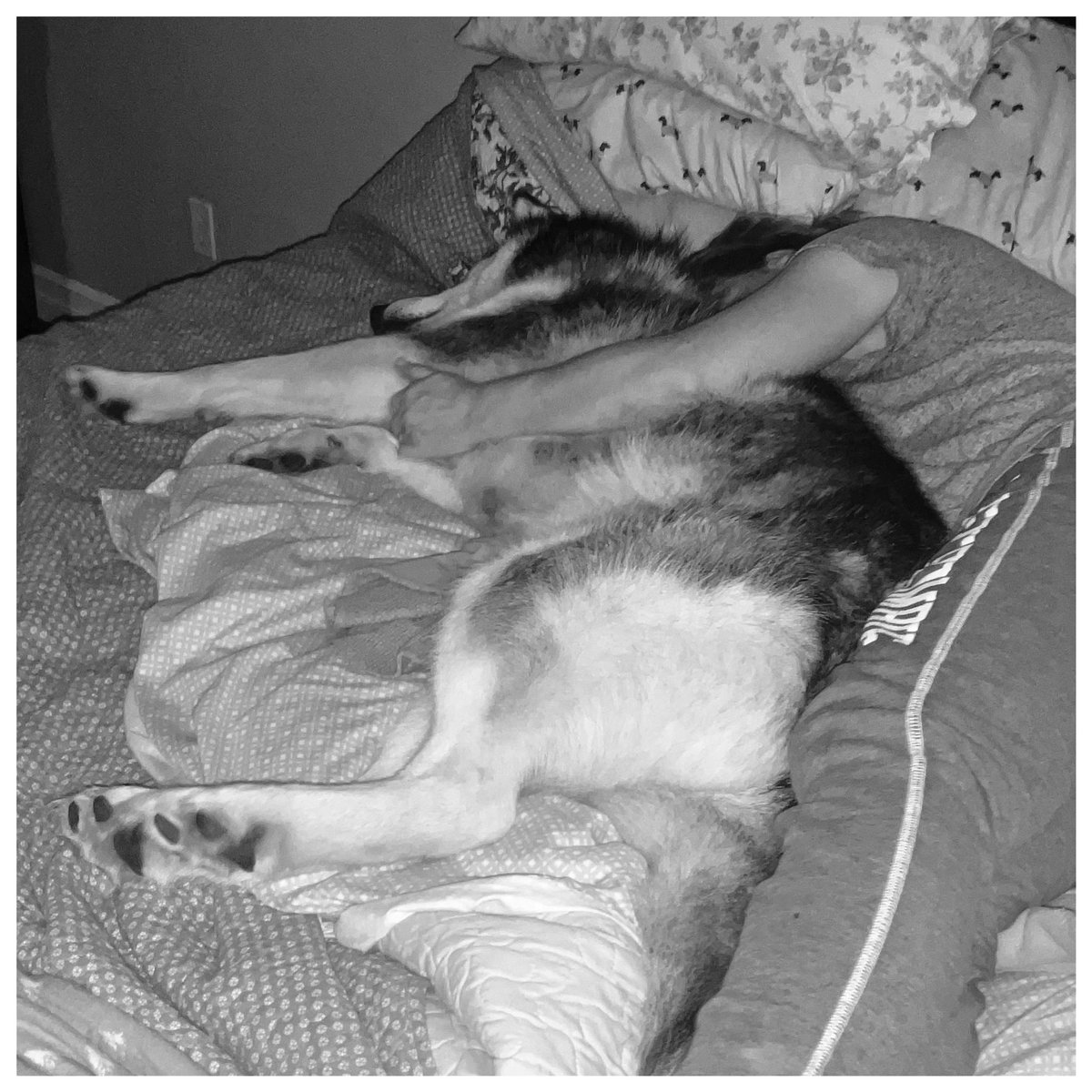 bowden2you's tweet photo. Just a Nova Scotia girl and her senior retired sled dog from Makkovik Labrador. 
He is my baby and I am so grateful that he ended up with me. I needed him ♥️
My Indy 💞

#NovaScotia #retired #sleddog #Makkovik #Labrador #LabradorHusky https://t.co/cl2G5VKlnA