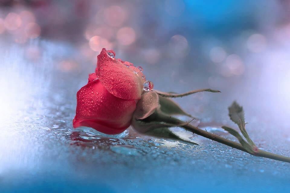 #diOgniCosa non si fa il proprio dovere perché qualcuno ci dica grazie,lo si fa per principio,per se stessi,per la propria dignità 
Oriana Fallaci