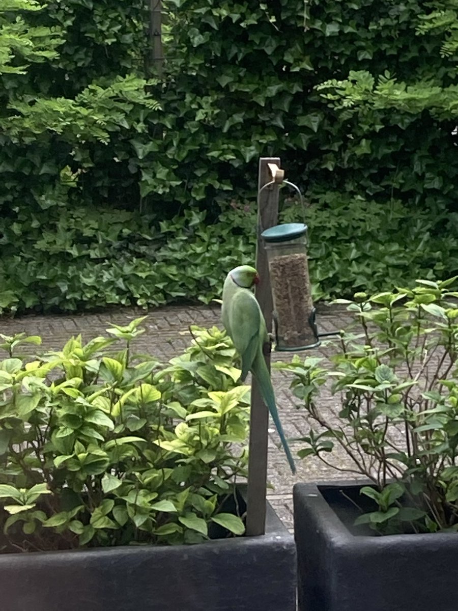 stef_kors's tweet photo. @dkdkpl put seeds out in the garden to get some different kinds of birds… 

the next day: https://t.co/mDxulG9Fpe