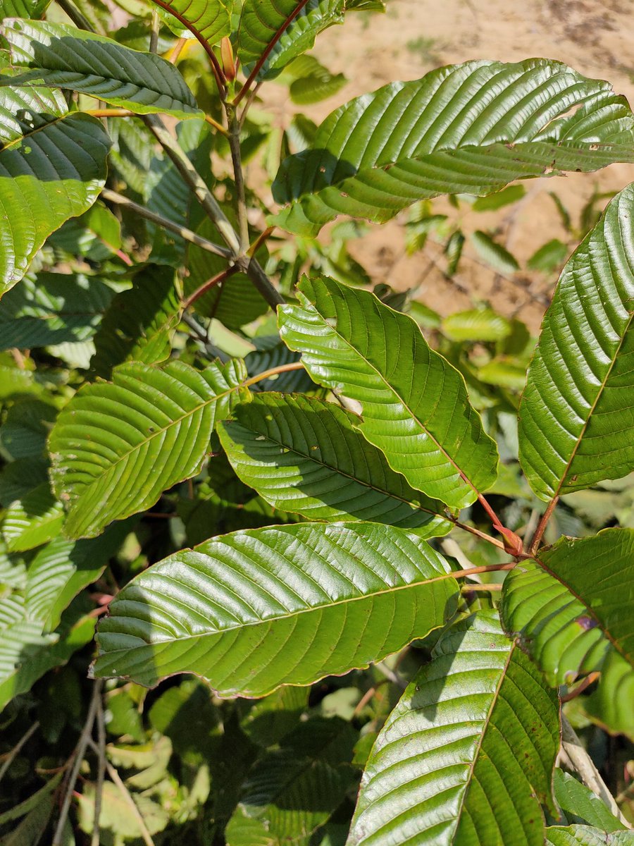 Rootanical2's tweet image. strong