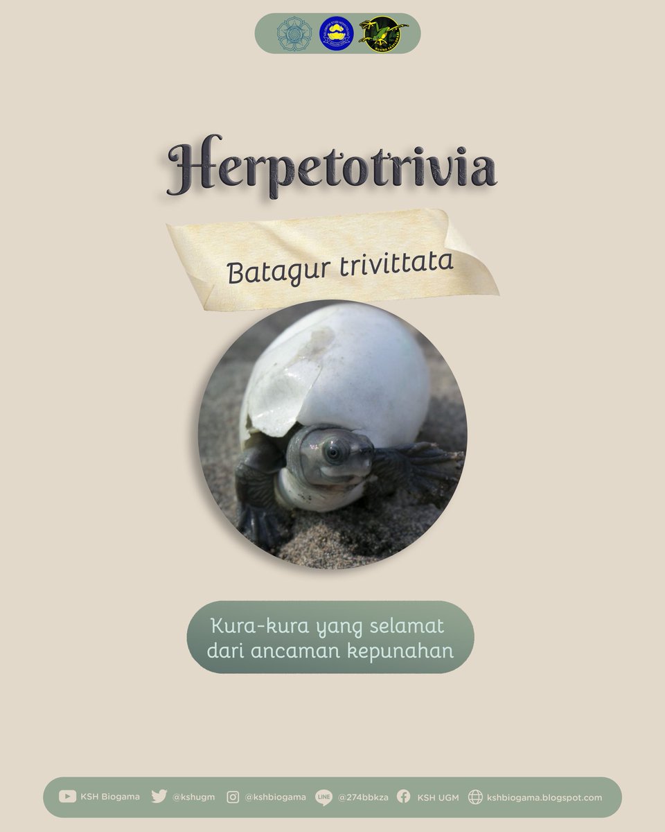 KSH Biogama tweet media