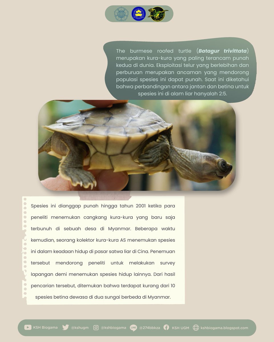 KSH Biogama tweet media