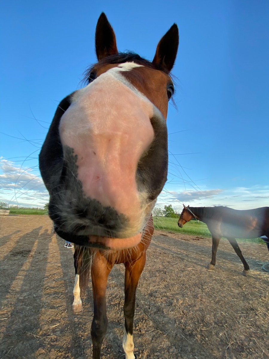 equestricant's tweet photo. do u have any games on ur phone ? https://t.co/6n57A4UmwN