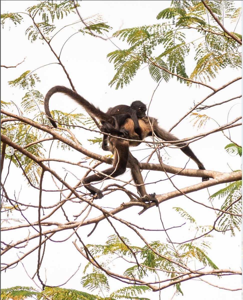 soscenotes's tweet photo. #soslaselvamaya #sosfauna #sosflora
Fotos de @capitan_pilon https://t.co/RNhBLas1T0