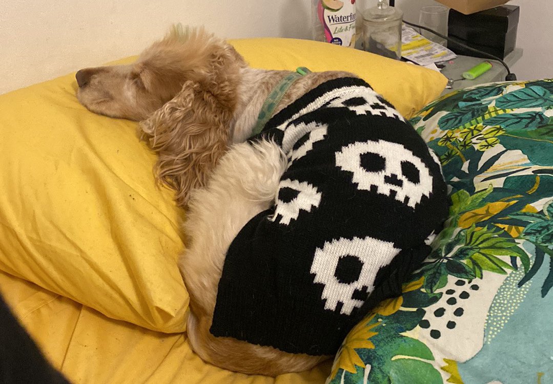 alice the dog tweet media