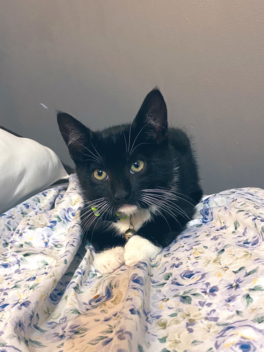 krusttina's tweet photo. Me: *sad that Johnny is late to my house*
Johnny: *is late bc he was buying me a kitten* https://t.co/B4mqME2jEi