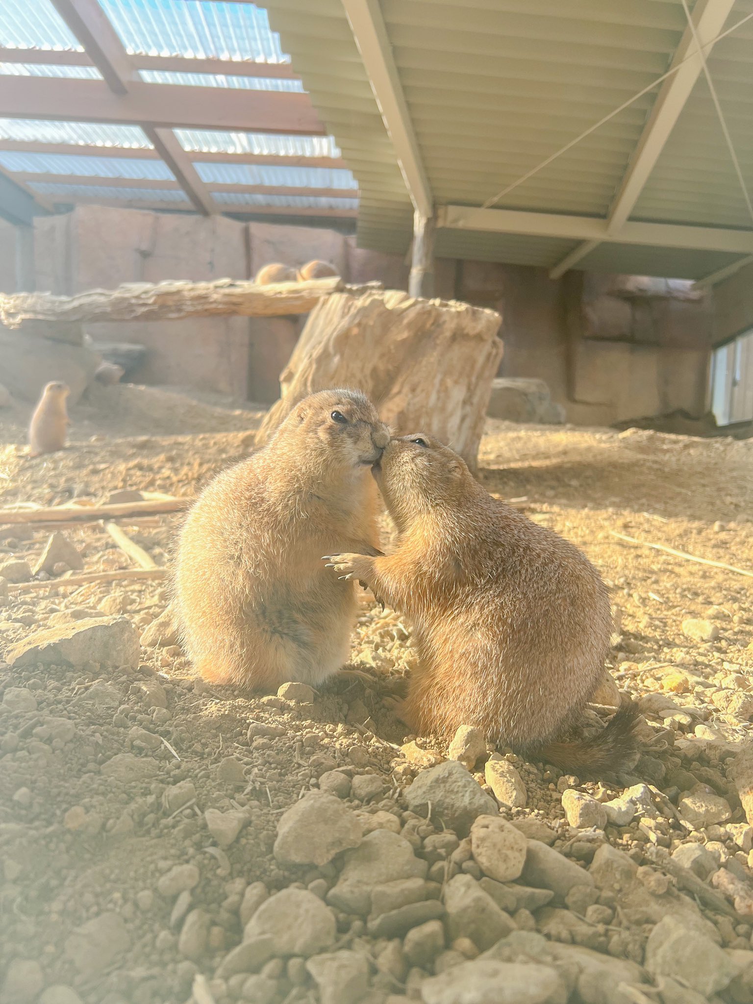 那須どうぶつ王国 今日はキスの日なんだそうです ʾʾ プレーリードッグたちはあいさつとしてキスをすることがあります ㅤㅤㅤㅤㅤㅤㅤㅤㅤㅤㅤㅤㅤ 那須どうぶつ王国 オグロプレーリードッグ プレーリードッグ キスの日 Prairiedog T Co