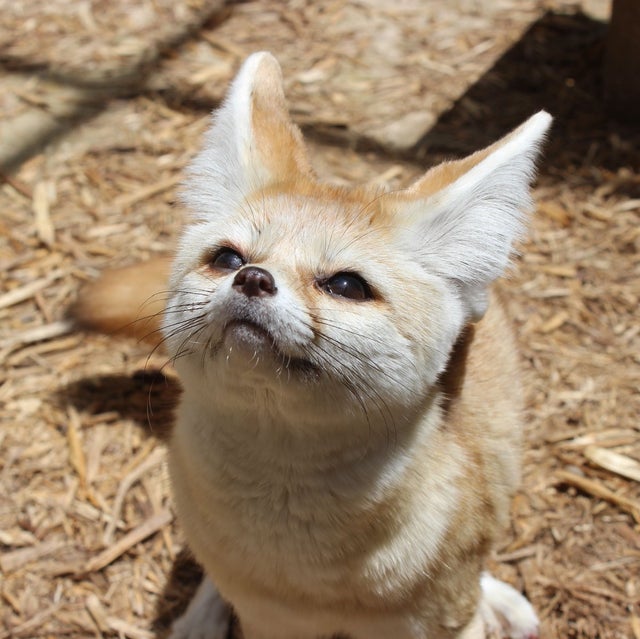 Fennec Every Hour! (@fenneceveryhr) on Twitter photo 