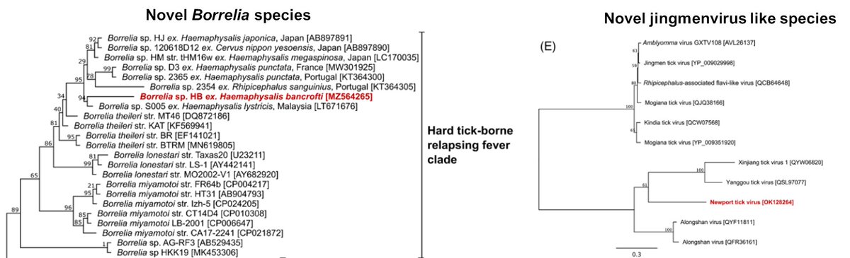 RhysHParry's tweet image. Exciting #metatranscriptomics coming out of rodent and tick profiling in Australia: evidence of #Borrelia-like relapsing fever bacteria and also #JMTV like viruses identified in ticks in Australia for the first time. Would be fantastic to get an isolate onlinelibrary.wiley.com/doi/epdf/10.11…