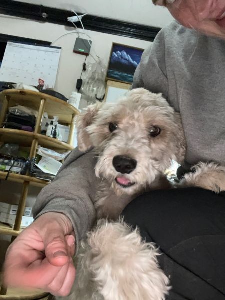 adopt_a_dog_bot's tweet photo. Bubba is a placid doggy, who can be found near Shell Lake, WI! Bubba is a Poodle mix, who is absolutely obsessed with tennis balls. #Poodle #mixedbreed #mutt #dogsoftwitter #rescue #adopt #dog #ShellLake #Wisconsin #WI https://t.co/eP7MG1v5mv https://t.co/Pc9y5VyADB