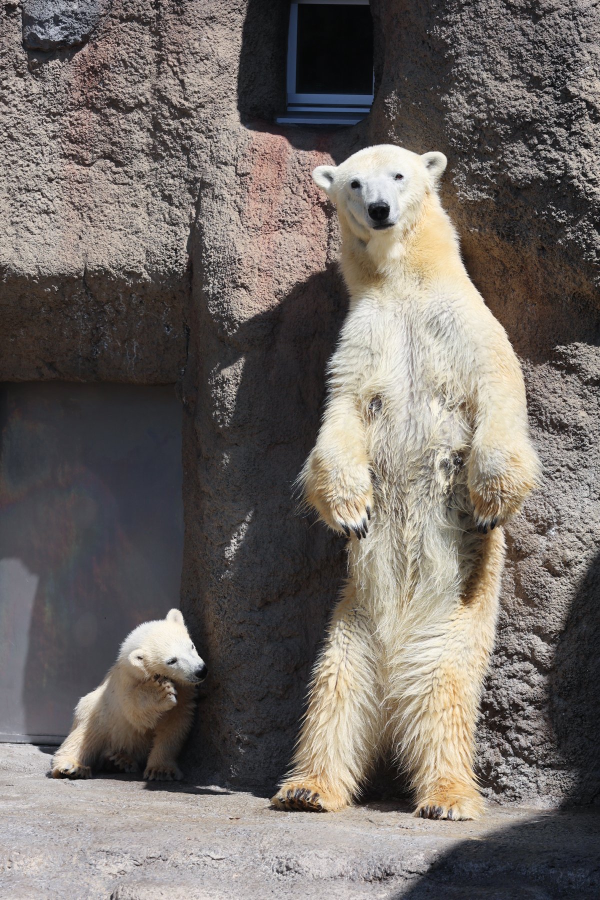 Live Zoo In あさひやま on X: 