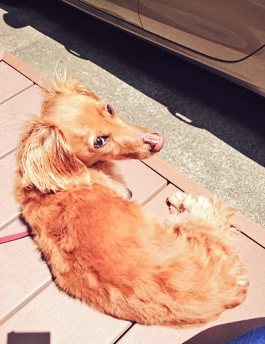 デッキぼっこチャス 