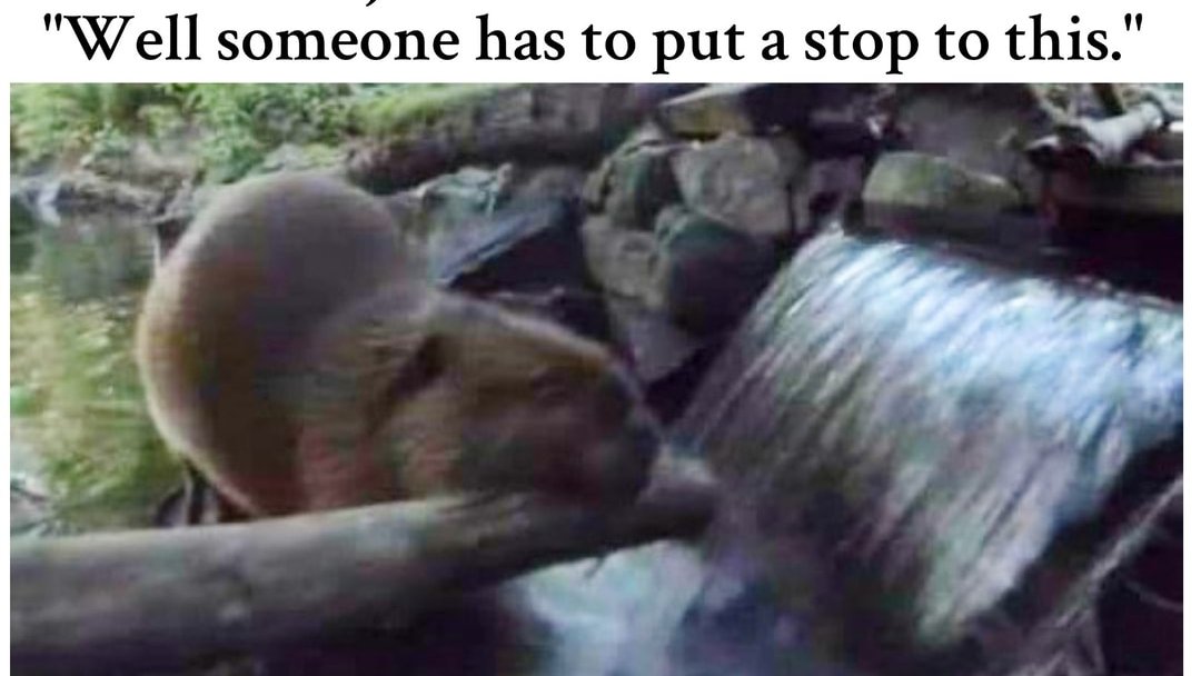 Matthew Schmitz tweet media