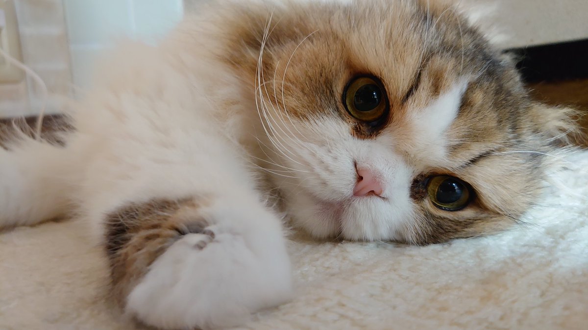 ちぇきた tweet media