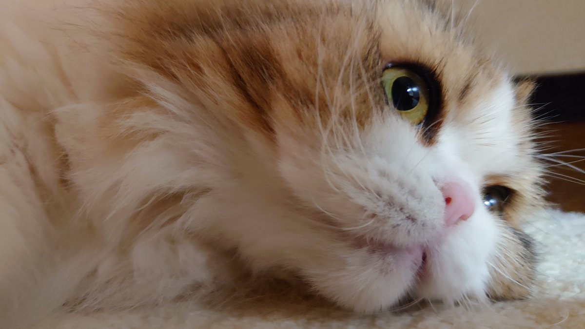 ちぇきた tweet media