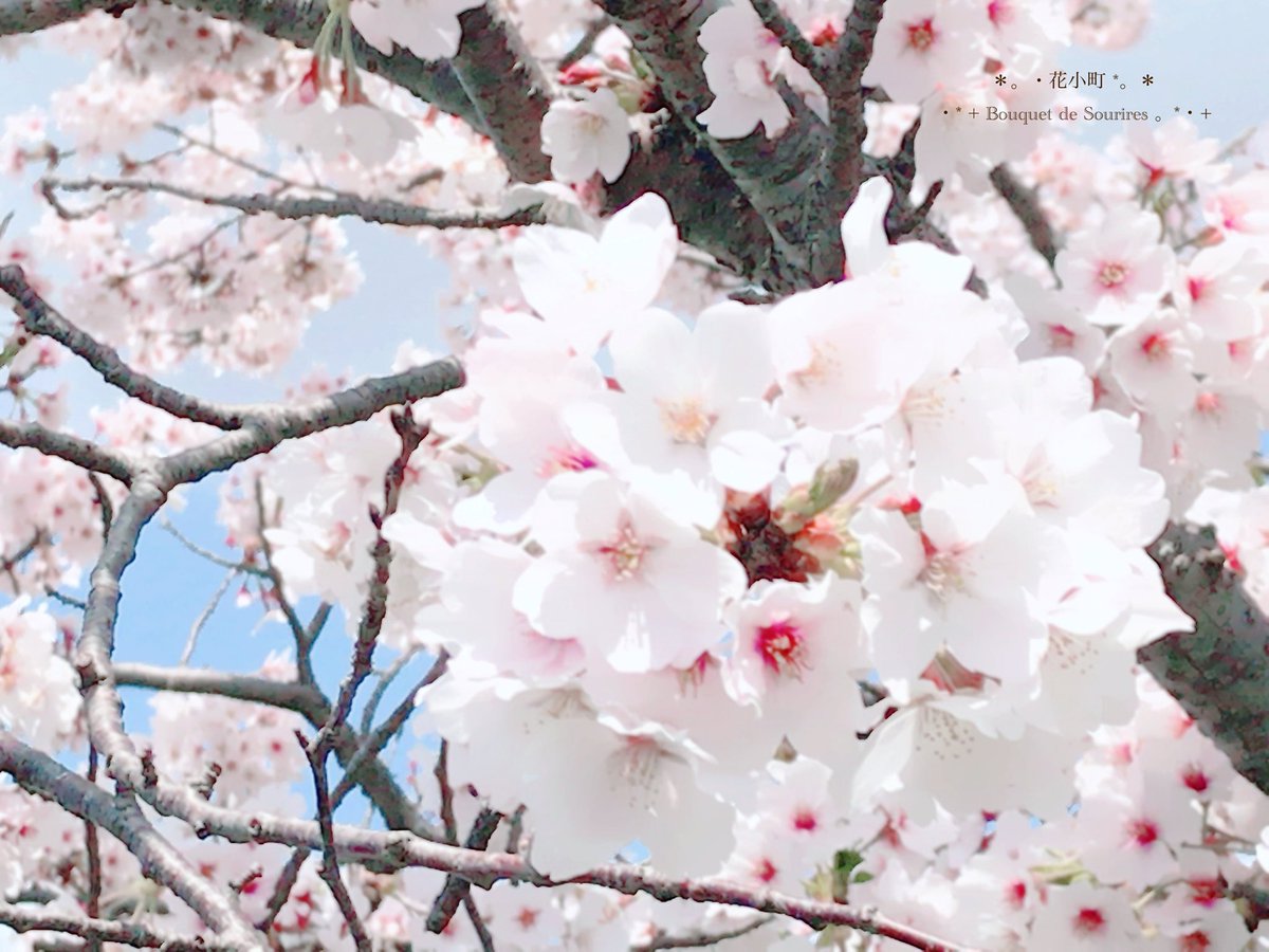 花小町 Hanakomach Twitter