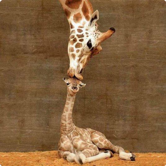 valecraft0's tweet photo. Beso de mamá ❤ https://t.co/66CYeY3j1M