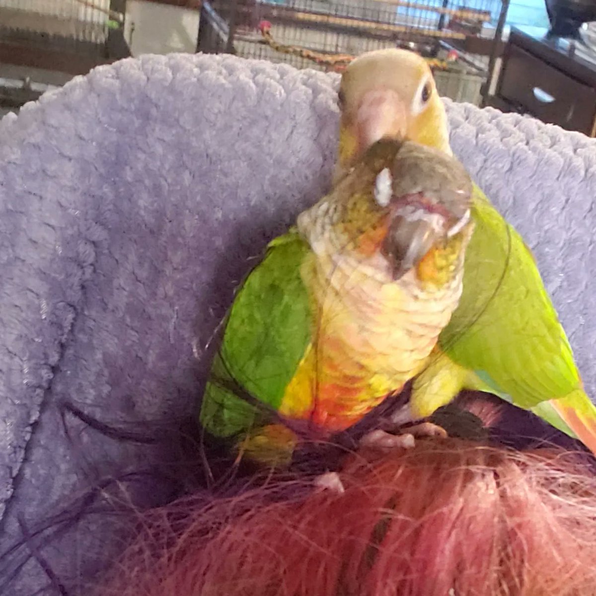 KaTapillars_Art's tweet photo. Snuggle time before bedtime!! These 2 babies are just the best!! Love that they are bonding so well!! Definitely full blown bird mom now!!
#conuresoftwitter #prettybird #loki #xena #featheredfriends #feathereddinosaurs #parrotsofinstagram #parrotlife #conureparents #birdlife https://t.co/Ai2jfr3BgG