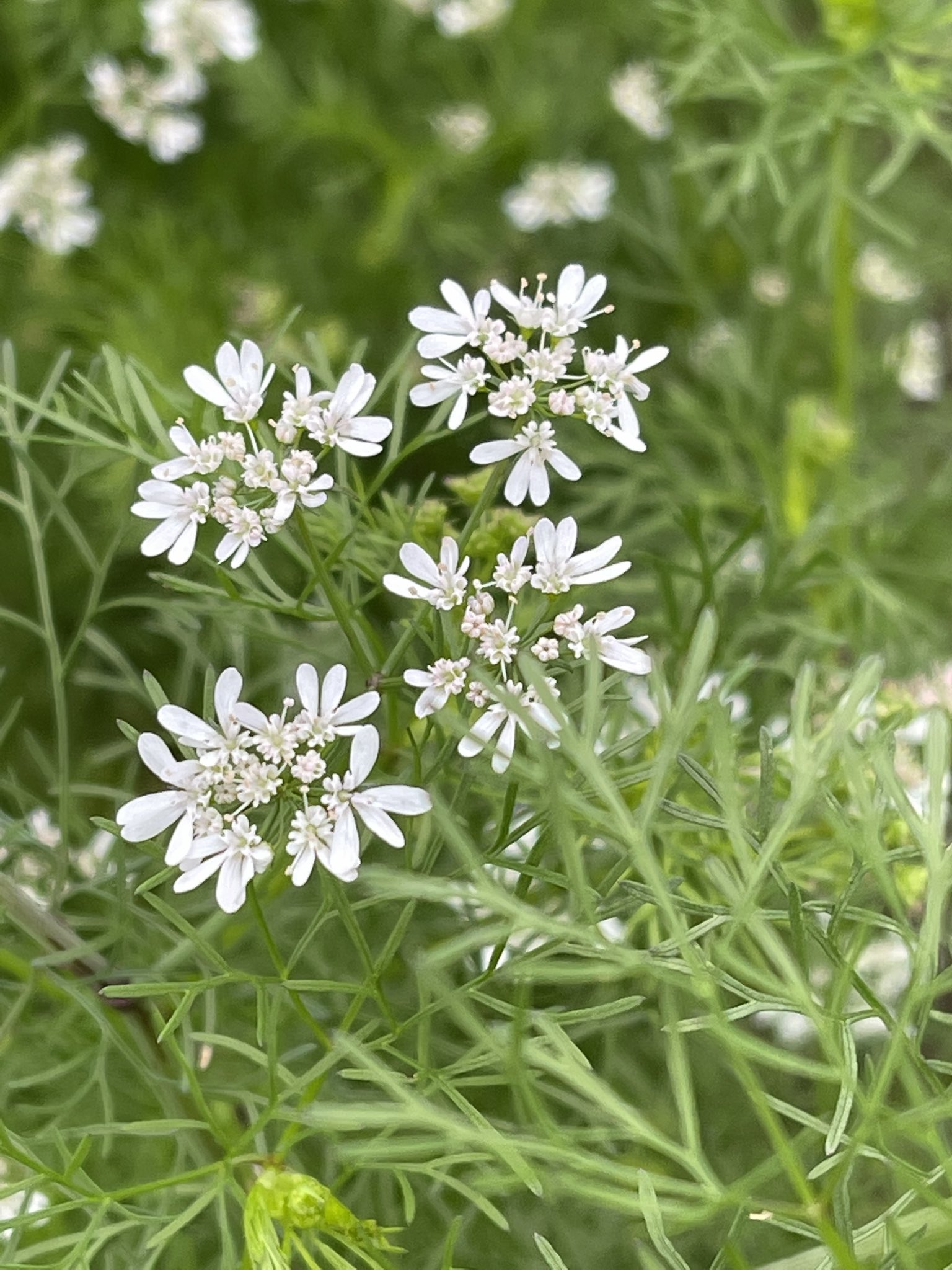 تويتر アリンコ على تويتر コリアンダー パクチー の花 白くて小さな愛らしい花ですね 私は パクチーが苦手なのですが 花言葉は 隠れた才能 隠れた価値 今朝の花散歩 T Co Au2aqjnjvq