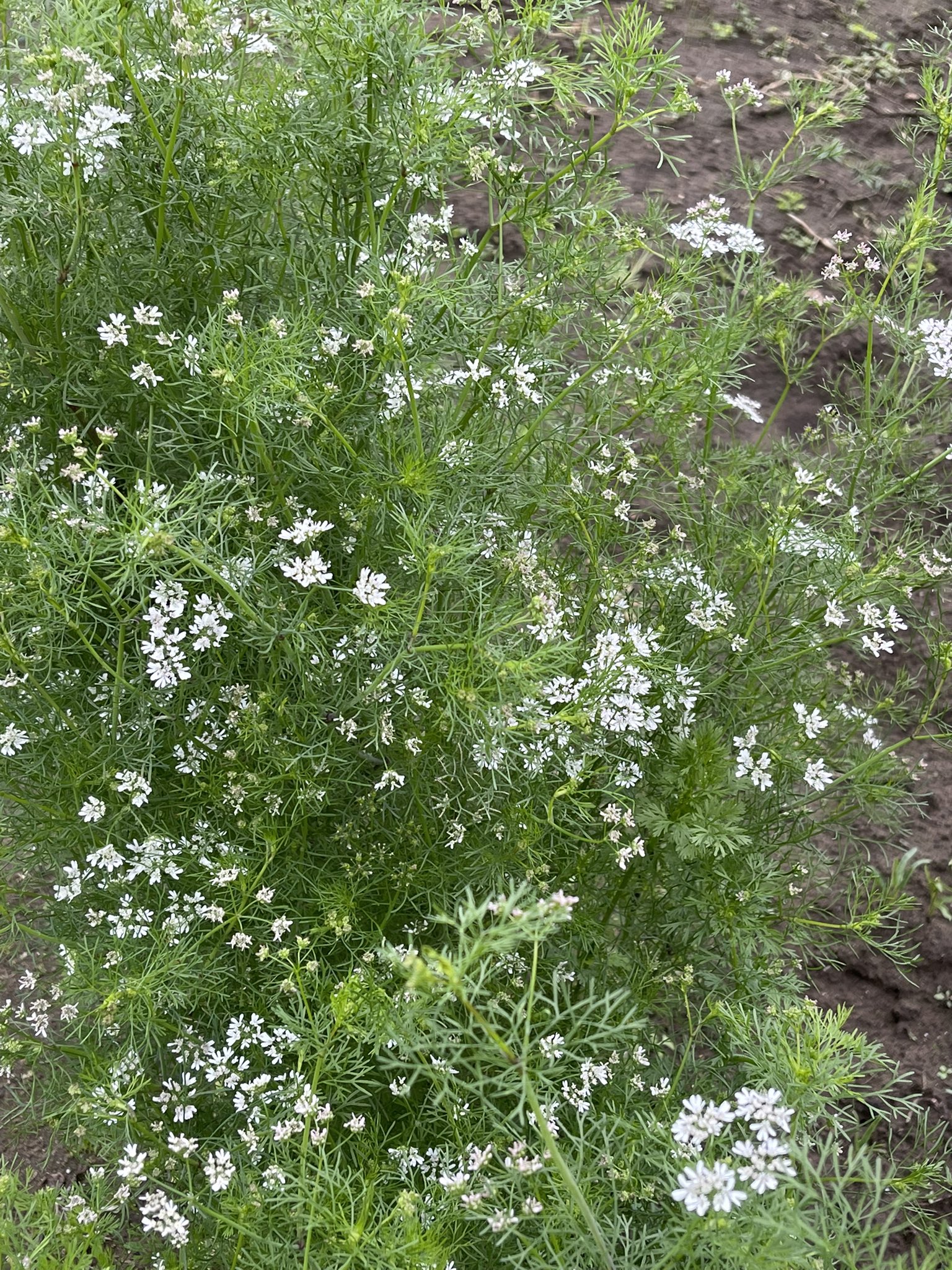 تويتر アリンコ على تويتر コリアンダー パクチー の花 白くて小さな愛らしい花ですね 私は パクチーが苦手なのですが 花言葉は 隠れた才能 隠れた価値 今朝の花散歩 T Co Au2aqjnjvq تويتر アリンコ على تويتر コリアンダー パクチー の花 白くて小さな愛らしい花ですね 私は パクチーが苦手なのですが 花言葉は 隠れた才能 隠れた価値 今朝の花散歩 T Co Au2aqjnjvq