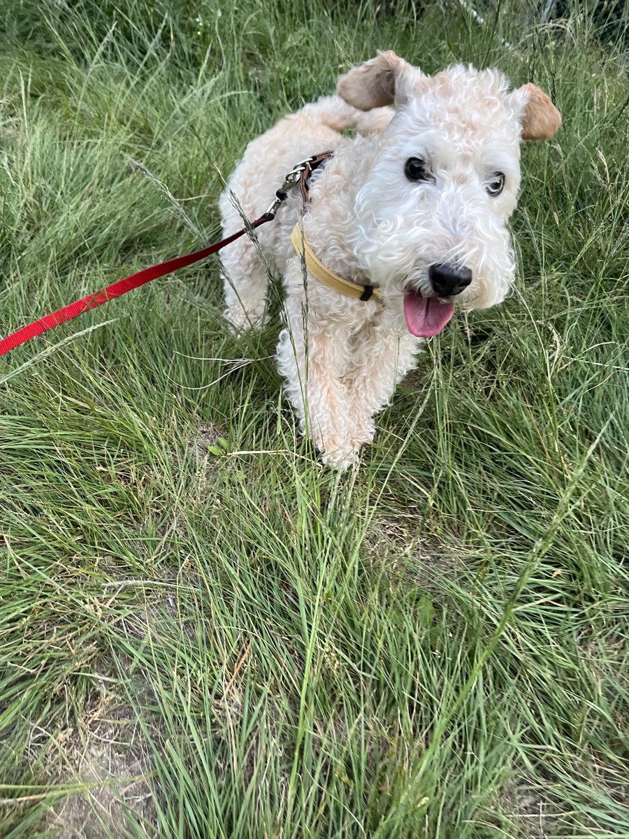EmmaLakie's tweet photo. A walk with M๐ถโโ๏ธ๐ถ https://t.co/Jy9kiixoDm