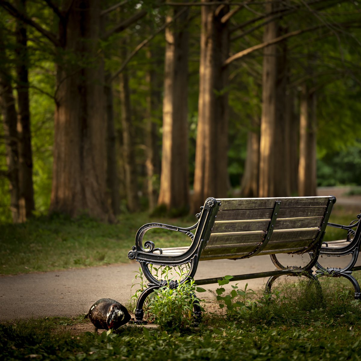 dianaduarte's tweet photo. Picture yourself ✨
#portraits #locations #photography #natureenvironment #nature #trees #atlanta #woods #piedmontpark #pictureyourself #dianaduartephotography https://t.co/yfap6cI2Cl