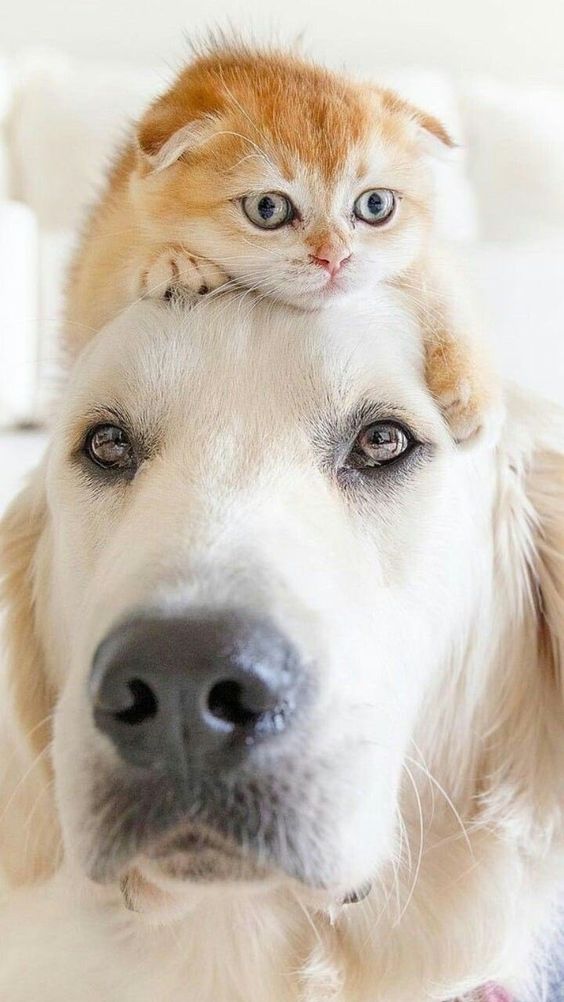 Όμορφη και χαρούμενη μέρα σε όλους.🎀
❀❀❥︎♡︎♥︎♡︎❥︎🐶🐱❥︎♡︎♥︎♡︎❥︎❀❀ 
Beautiful and happy day to all.🎀