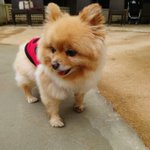 ユキ♡チイのツイート画像